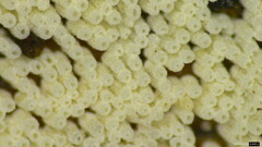 Henningsomyces candidus