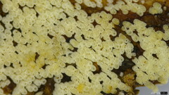 Henningsomyces candidus