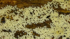 Henningsomyces candidus
