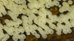 Henningsomyces candidus