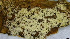 Henningsomyces candidus