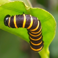 Methona themisto