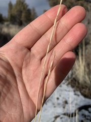 Pseudoroegneria spicata