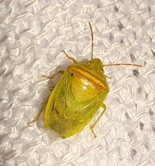 Piezodorus guildinii