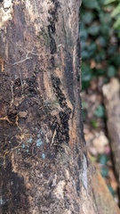 Peroneutypa