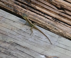 Anolis roquet