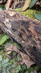 Peroneutypa