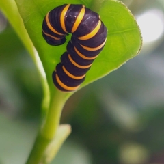 Methona themisto
