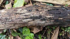 Peroneutypa