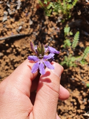 Scaevola glandulifera
