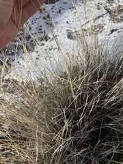 Pseudoroegneria spicata