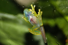 Centrolenidae