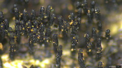 Peroneutypa