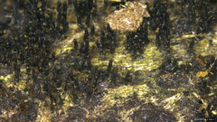 Peroneutypa