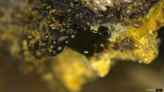 Peroneutypa