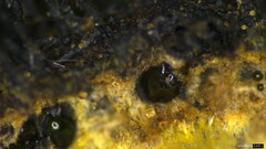 Peroneutypa
