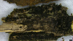 Peroneutypa