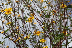 Baeotis zonata zonata