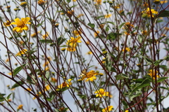 Baeotis zonata zonata