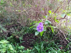 Lycianthes
