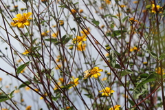 Baeotis zonata zonata