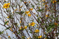 Baeotis zonata zonata