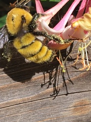 Bombus morrisoni