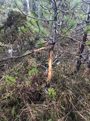 Odocoileus hemionus sitkensis