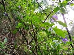 Lycianthes