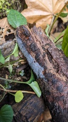 Myxarium