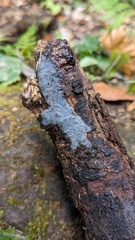 Myxarium