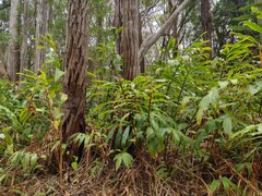 Hedychium flavescens