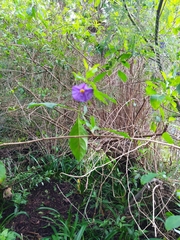 Lycianthes