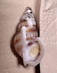 Nassarius variciferus