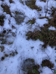 Ursus arctos sitkensis