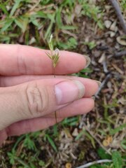 Anthoxanthum odoratum