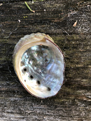 Haliotis kamtschatkana