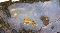 Myxarium