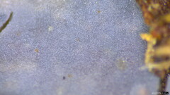 Myxarium