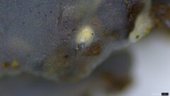 Myxarium