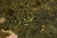 Scartella cristata