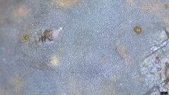 Myxarium