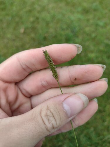 Sacciolepis indica observed 2022-12-28
