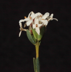 Pimelea brevifolia modesta