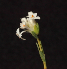 Pimelea brevifolia modesta