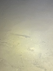 Necturus maculosus