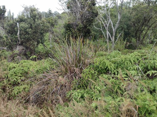 Machaerina angustifolia observed 2022-12-28