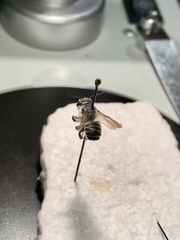 Megachile texana