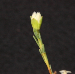 Pimelea brevifolia modesta
