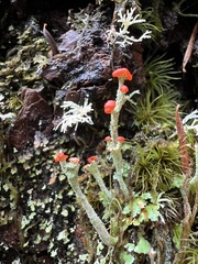 Cladonia bellidiflora